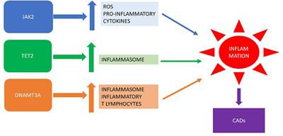 Philadelphia chromosome-negative myeloproliferative chronic neoplasms: is clonal hematopoiesis the main determinant of autoimmune and cardio-vascular manifestations?